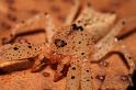 ZZ_ZZXYX_D6001_Z_90_Alice Springs_Australie